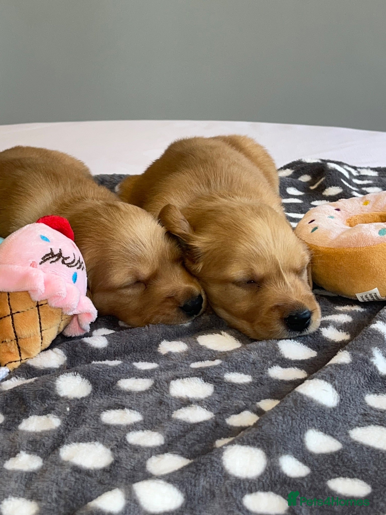 Golden Retriever dogs KC Fox Red Golden Retriever Puppies  - Advert 1