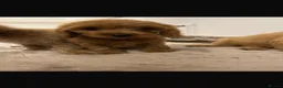 Cockapoo dogs for sale: Adorable cockapoo puppies - Advert 8