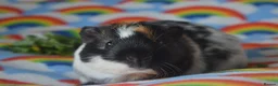 Guinea Pig rodents for sale: Female guinea pigs  - Advert 4