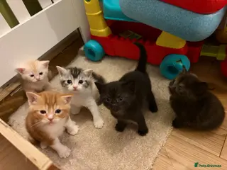 British Shorthair cats Kittens - Advert 8