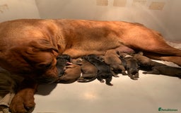 Mixed Breed dogs for sale: Boxer x Rottweiler (Boxweiler Puppies) - Image 7