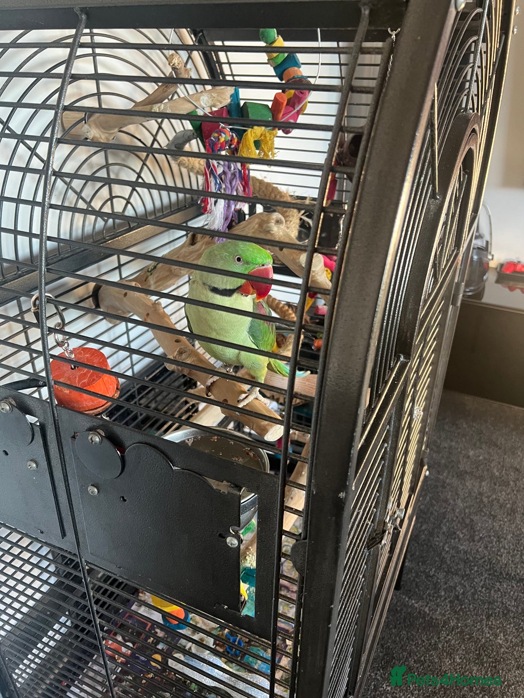 Parrots birds for sale: Male Alexandrian 1 year - Advert 6