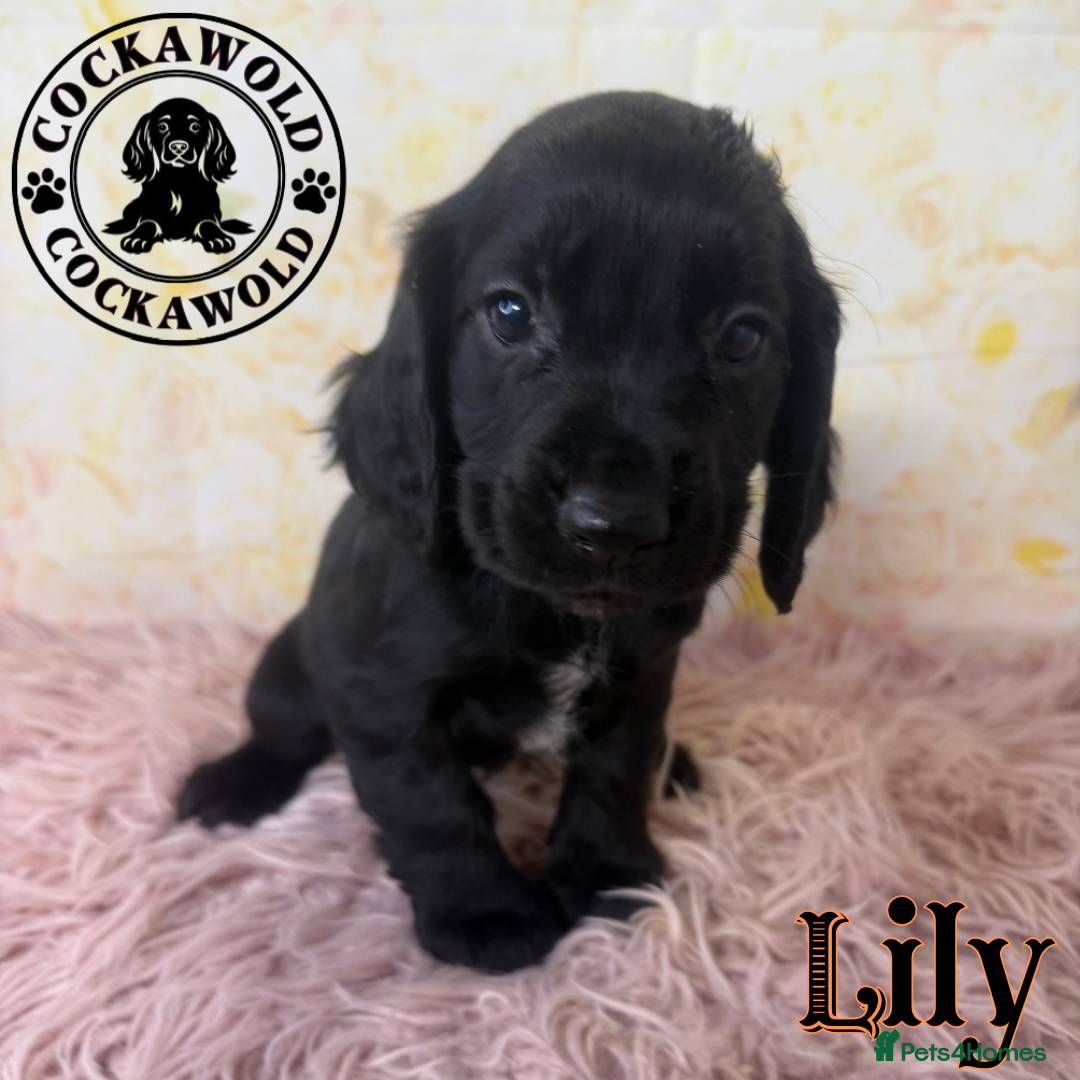 Cocker Spaniel dogs for sale: 🖤 Quality Cocker Spaniels 🖤 Ready Now 🖤 - Image 13