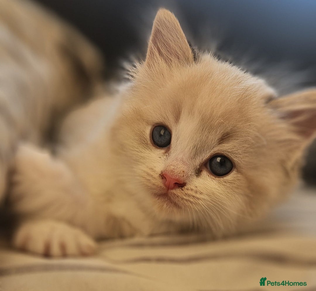 Ragdoll cats for sale: Tica registeeed tabby bicolour ragdolls - Image 10