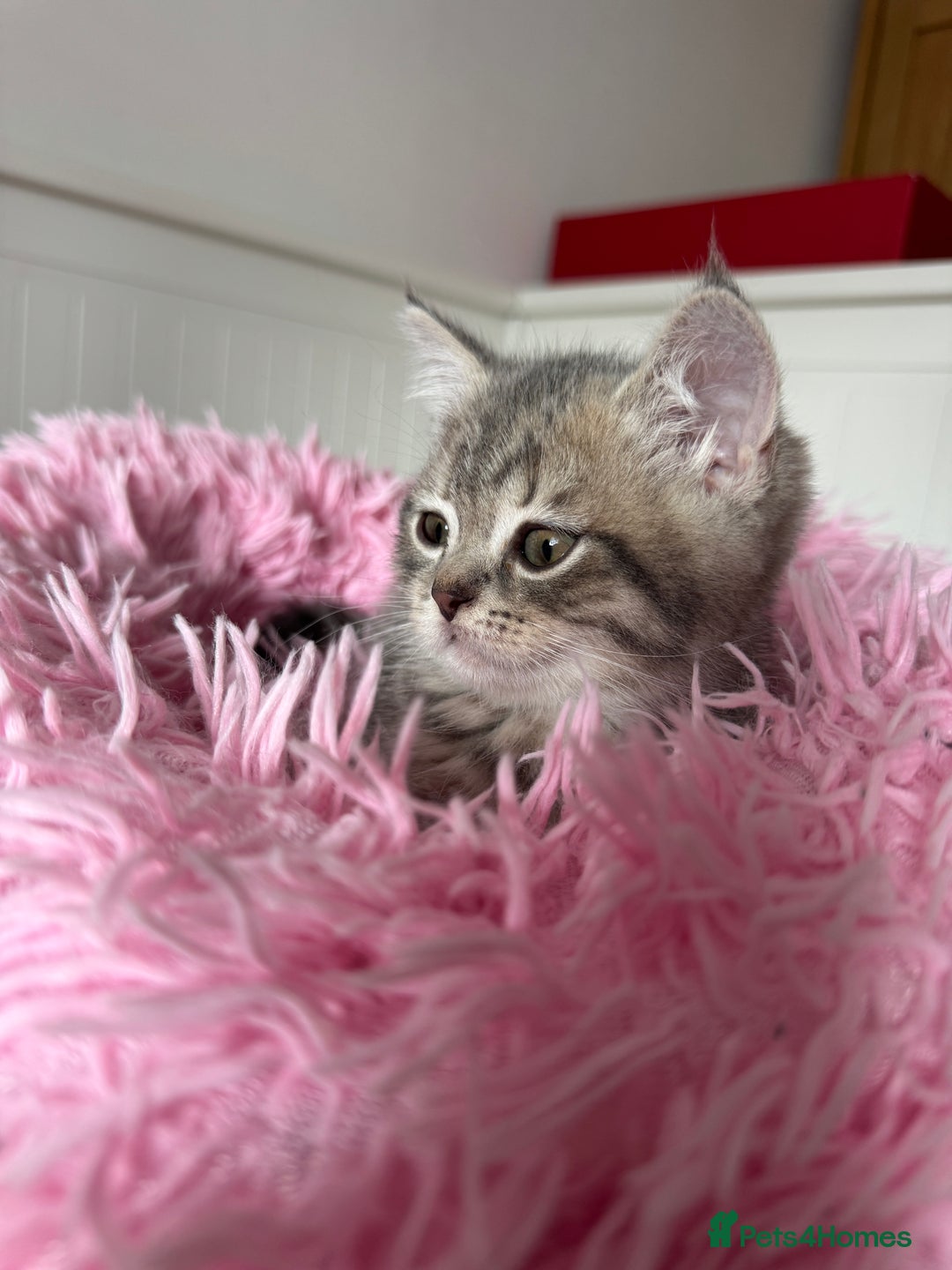 British Shorthair cats for sale: 5 Adorable British Shorthair Kittens - Image 31