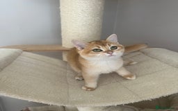 British Shorthair cats for sale: BSH Golden kittens  - Image 22