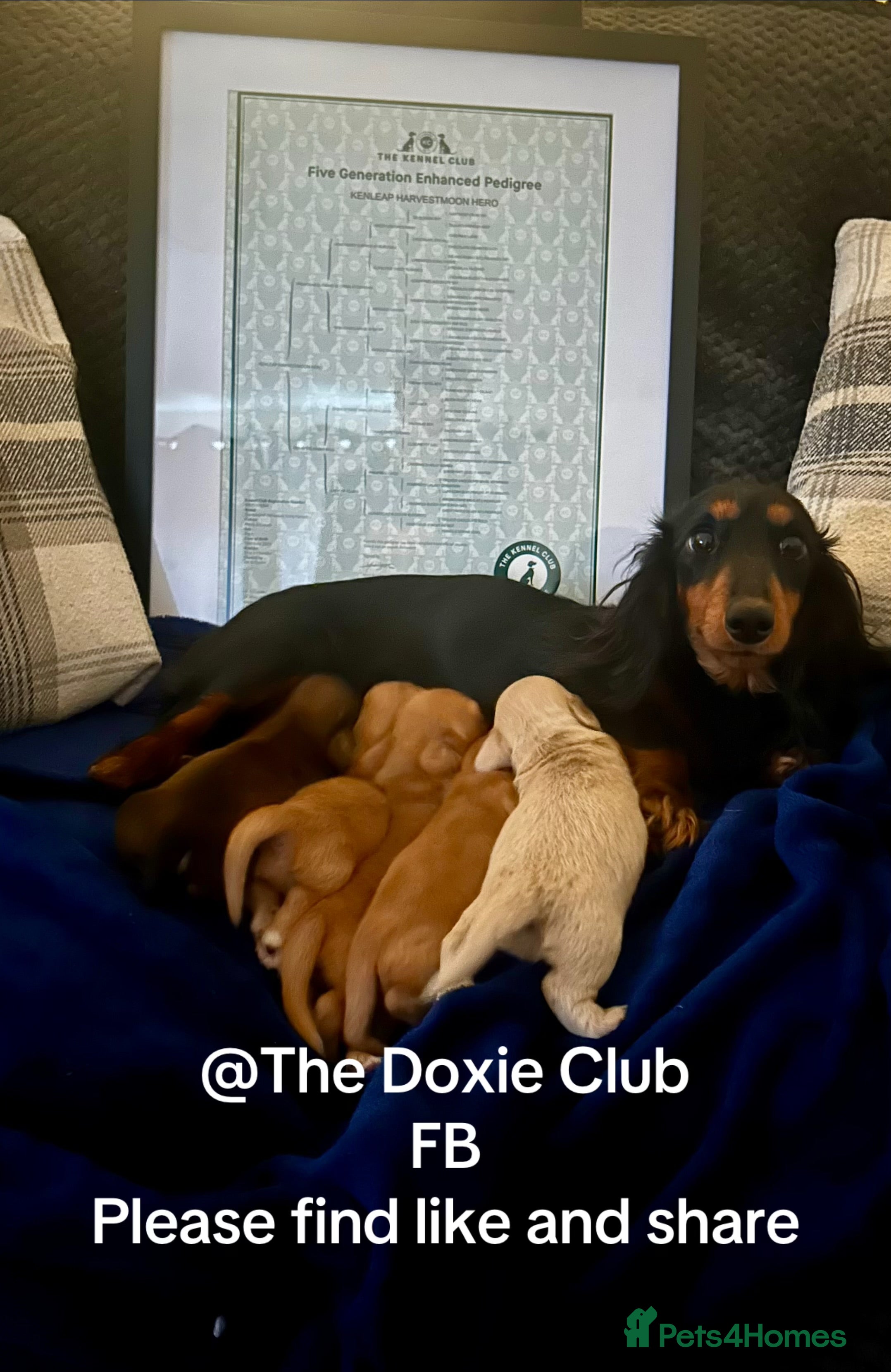 Miniature Dachshund dogs 3 boys, 1 chocolate brown, 2 red/brown - Advert 5