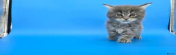 Maine Coon cats for sale: Tica Beautiful Maine Coon Kittens  - Advert 4