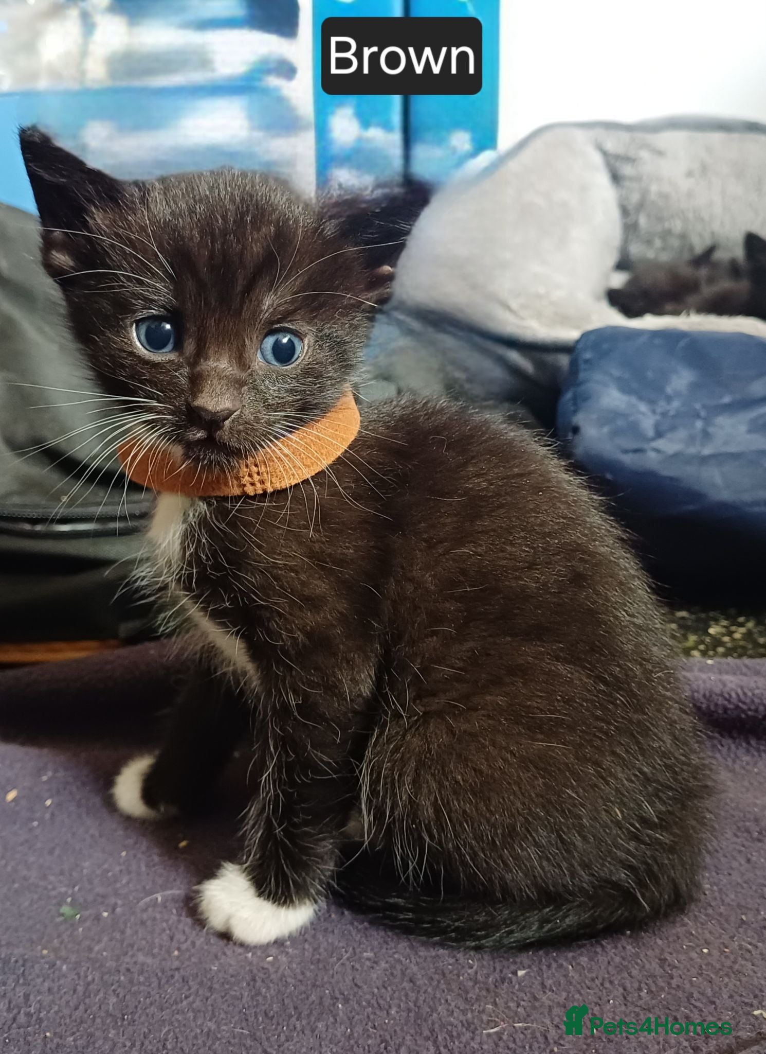 Mixed Breed cats Gorgeous fun-loving kittens READY SOON - Advert 1