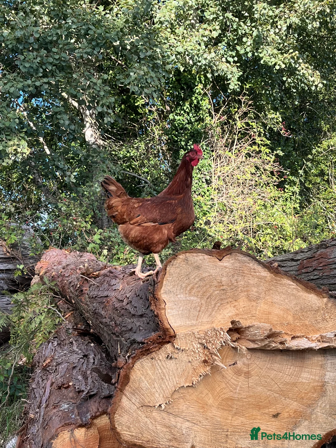 Chickens poultry for sale: Lovely Hybrid Point of Lay Hens for sale.  - Advert 2
