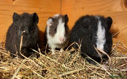 Guinea Pig rodents for sale: Trio of Teddy boys/boars/males - Image 2