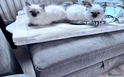 Ragdoll cats for sale: 5 Stunning Ragdoll Kittens  - Image 13