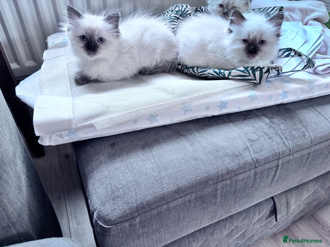 Ragdoll cats for sale: 5 Stunning Ragdoll Kittens  - Image 13