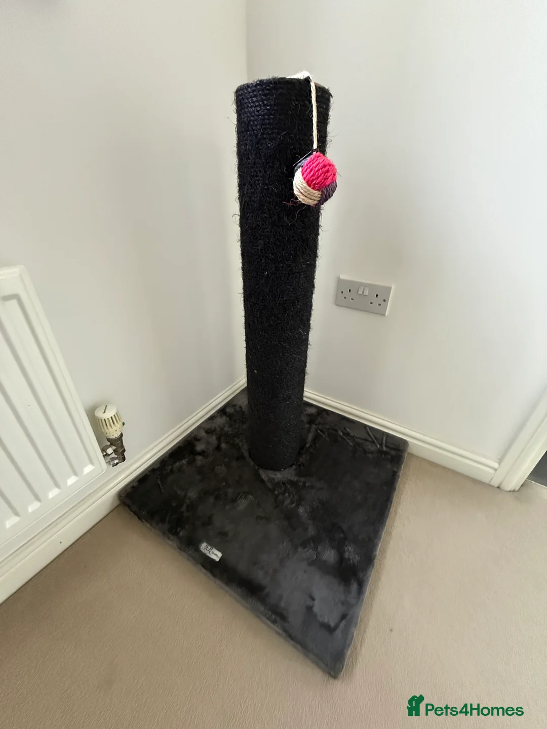 Brazilian Shorthair cats for sale: 2 BSH - Advert 6