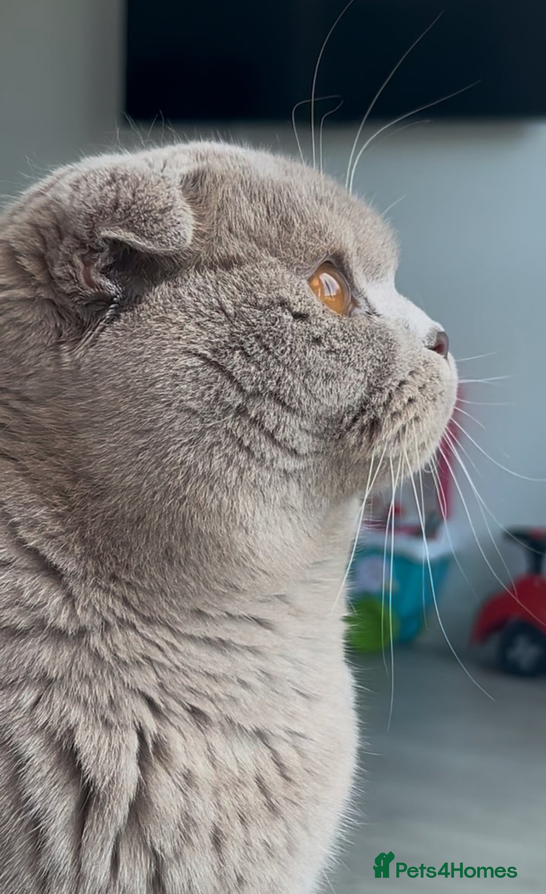 Scottish Fold cats for sale: Bruce Scottish Fold  - Image 2