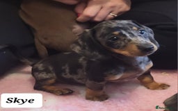 Miniature Dachshund dogs for sale: QUALITY MINIATURE DACHSHUND SMOOTH PUPS - Image 14
