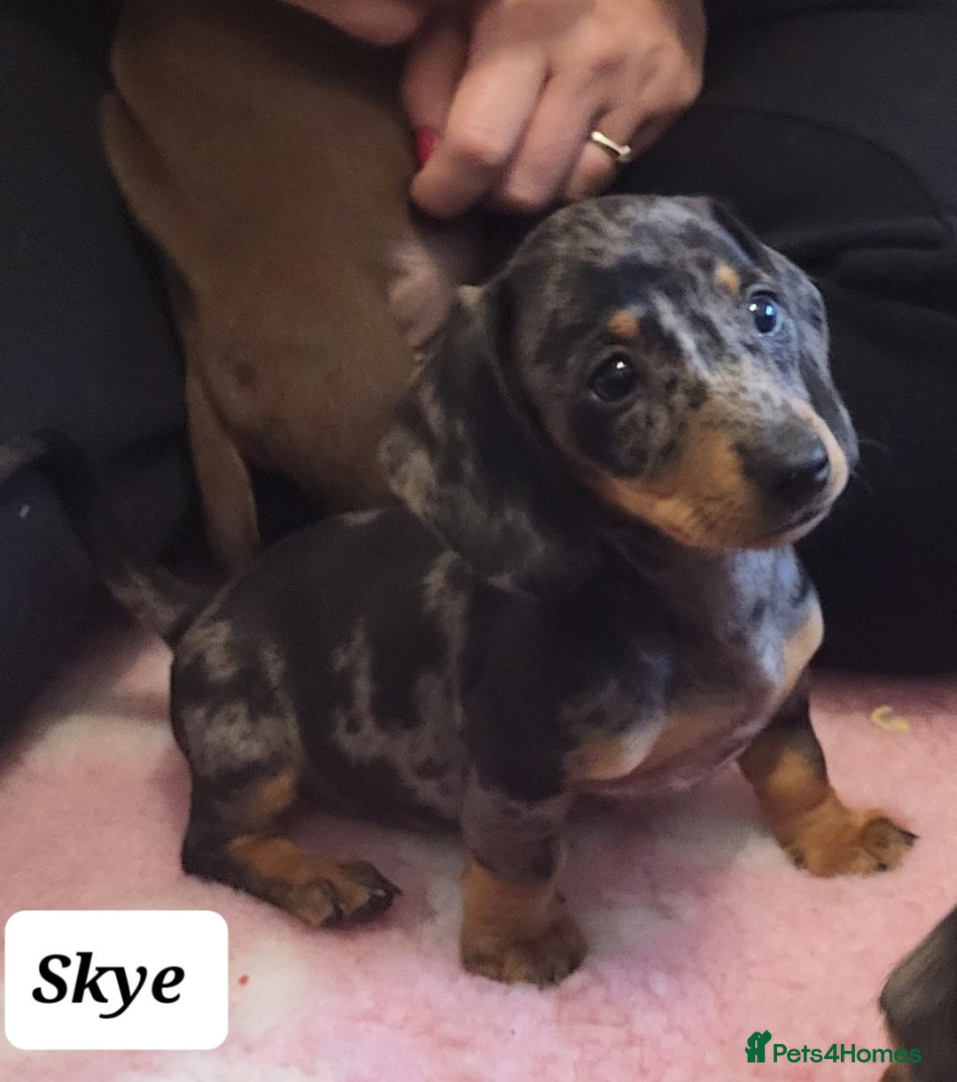 Miniature Dachshund dogs for sale: QUALITY MINIATURE DACHSHUND SMOOTH PUPS - Image 14