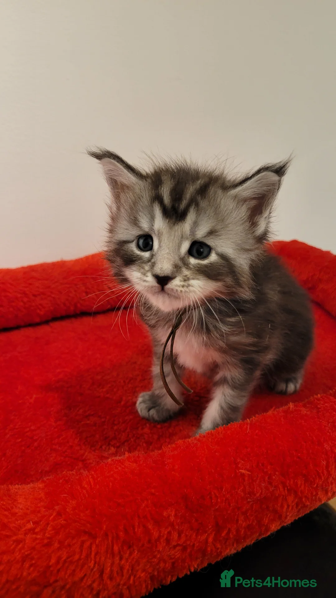 Maine Coon cats for sale: Tica registered maine coon kittens  - Advert 3