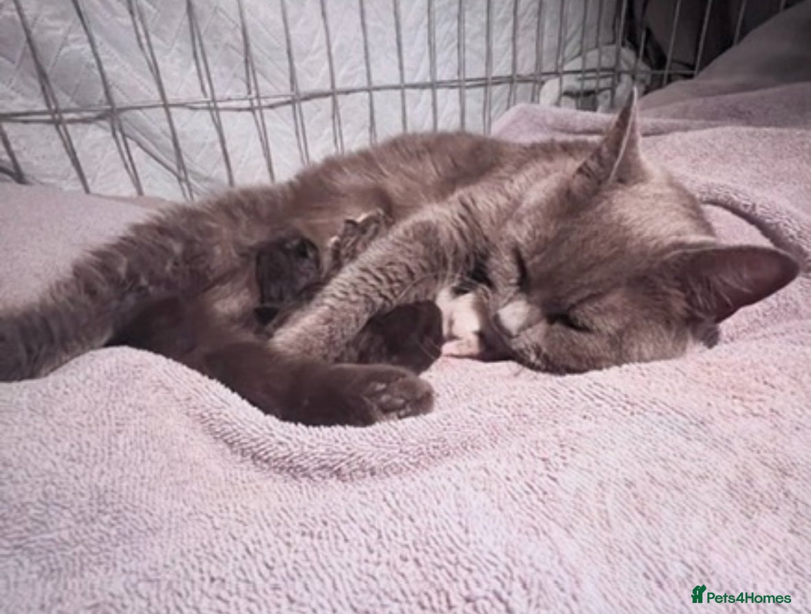 Mixed Breed cats 4 Beautiful Kittens For Sale 🥰 - Advert 5