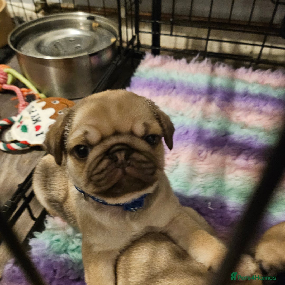 Pug dogs for sale: Pug puppies 2 Boys and 1 girl still available.  - Advert 10
