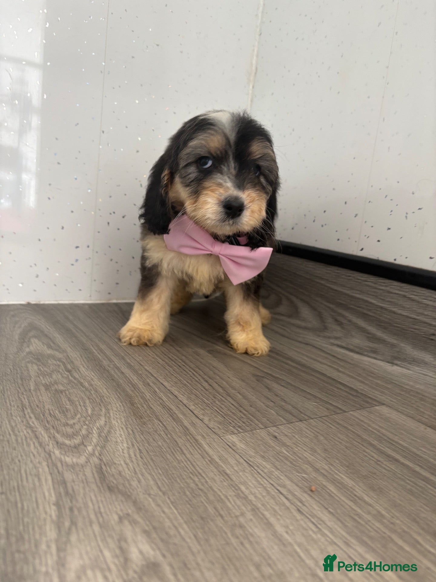 Cockapoo dogs Beautiful cockapoo puppys - Advert 10