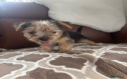 Mixed Breed dogs for sale: Yorkshire terrier/Jack Russell - Image 35