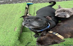 Staffordshire Bull Terrier dogs for adoption: PUDGY – Can’t wait to meet her people!! - Image 2