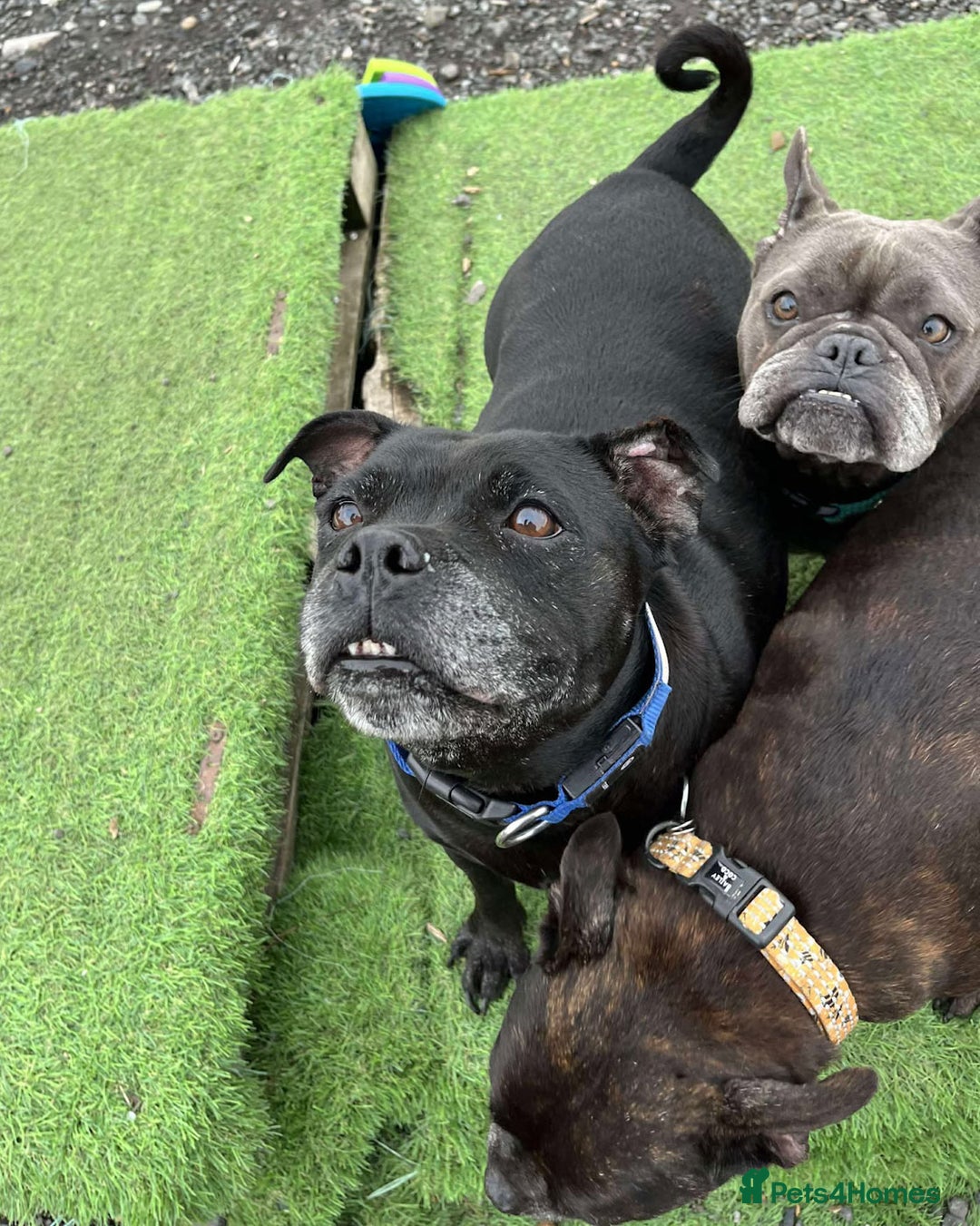 Staffordshire Bull Terrier dogs for adoption: PUDGY – Can’t wait to meet her people!! - Image 2
