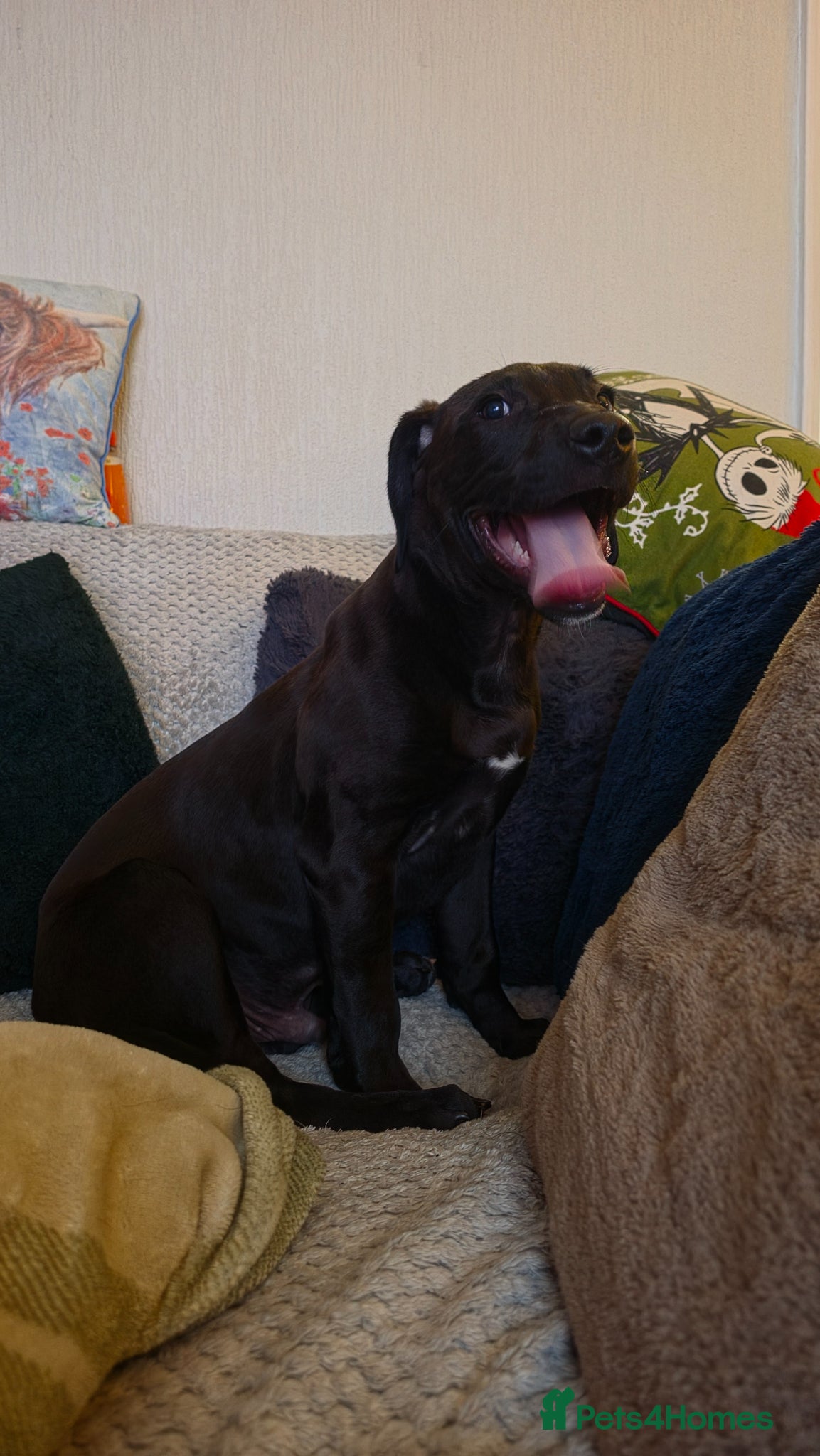 Staffordshire Bull Terrier dogs Male puppy for sale - Advert 13