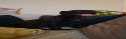 Staffordshire Bull Terrier dogs for sale: Male puppy for sale - Advert 1