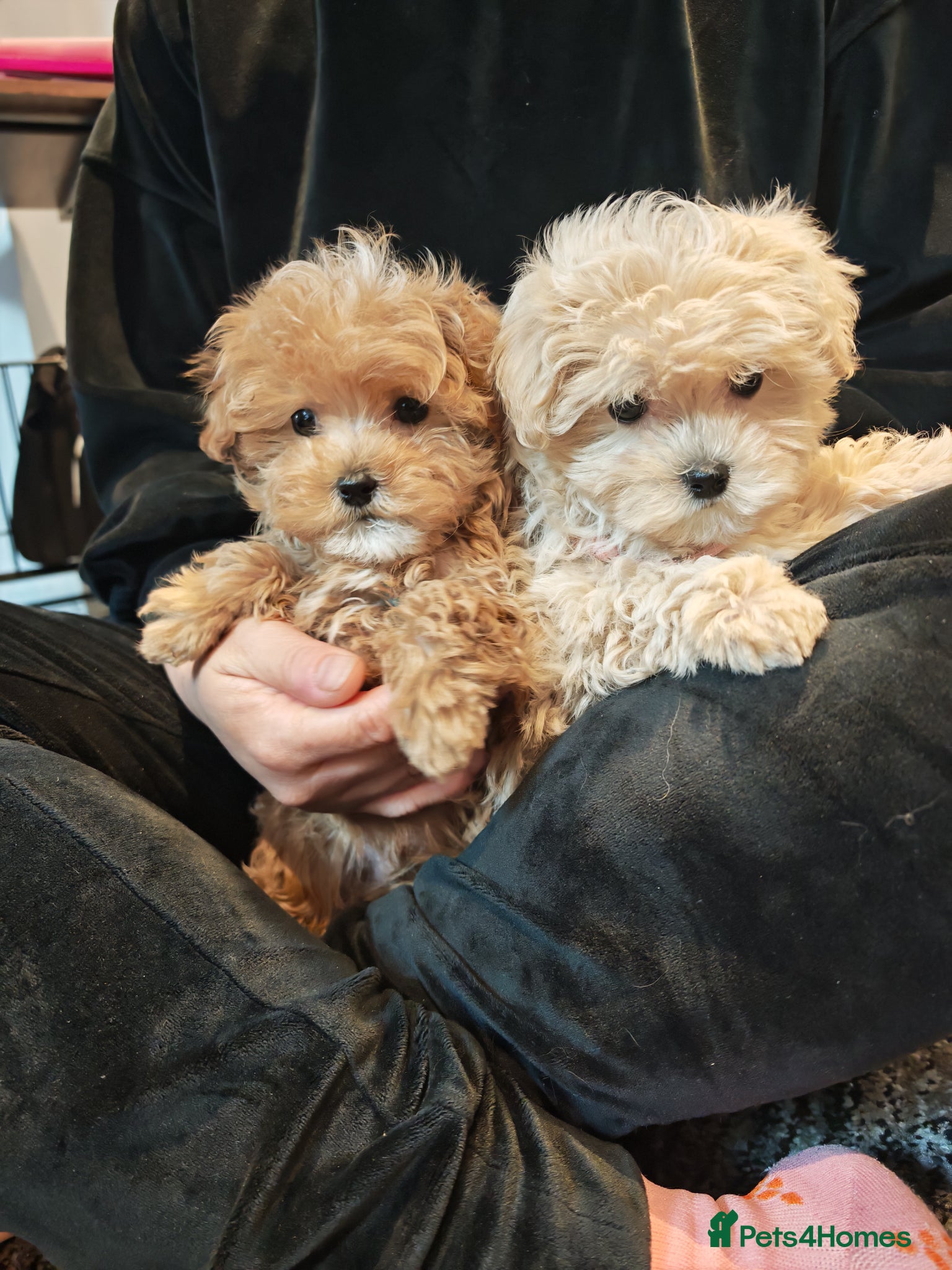 Maltipoo dogs Maltipoo F1 Toy Size, KC Parents, DNA Tested Clear - Advert 1