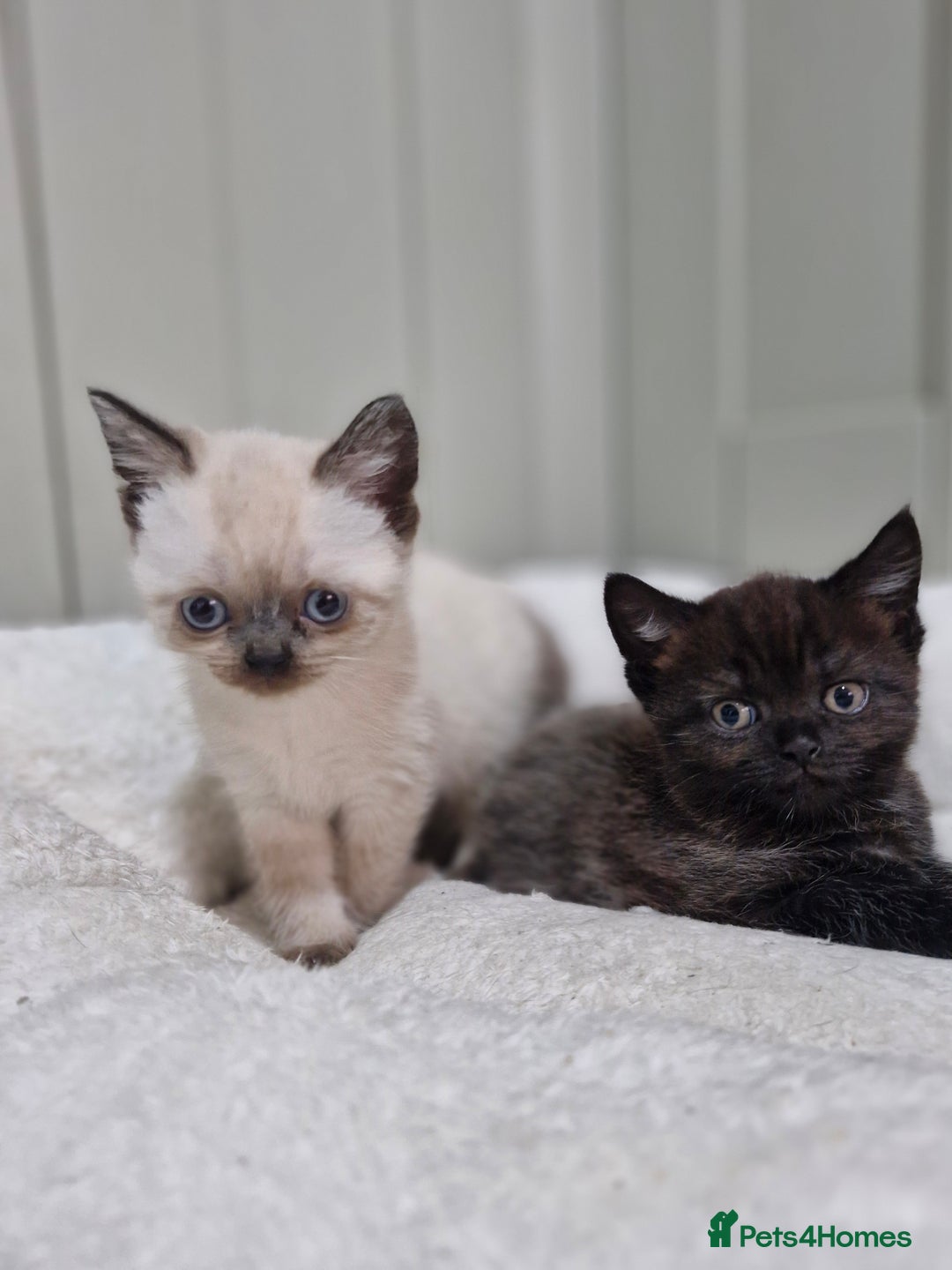 British Shorthair cats for sale: British short hair baby boys - Image 5