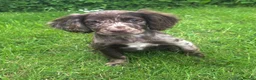 Cocker Spaniel dogs for sale: Cocker spaniel puppies for sale in ELY - Advert 4