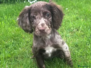 Cocker Spaniel dogs Cocker spaniel puppies for sale - Advert 3