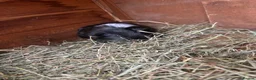 Guinea Pig rodents for sale: Guinea pigs in Wymondham - Advert 5