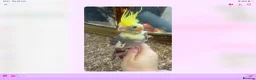 Cockatiels birds for sale: Baby cocktails for sale - Advert 5