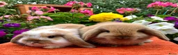 Mini Lop rabbits for sale: Gorgeous mini lop babies ready October - Advert 17