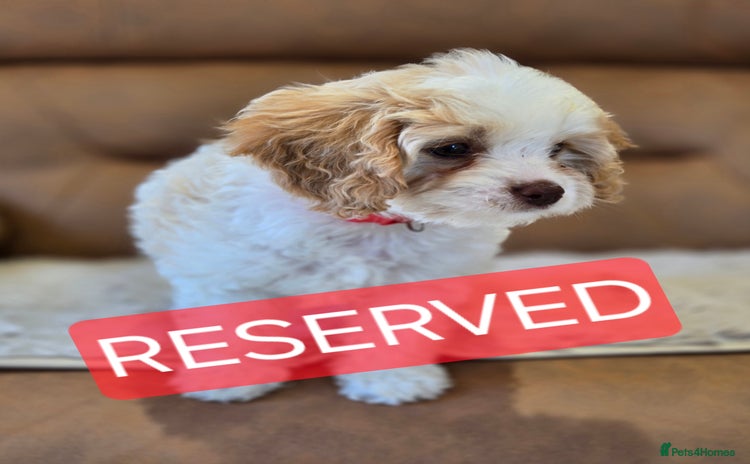 Cavapoo dogs - Advert 14