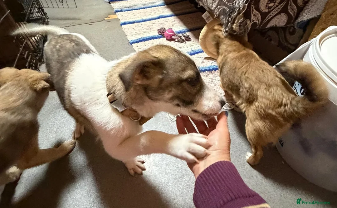 Mixed Breed dogs for adoption: 🐾 SILVA – The Little Survivor of the Woods 🌿🤍 - Advert 2