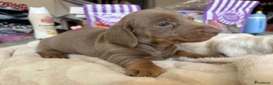 Miniature Dachshund 3