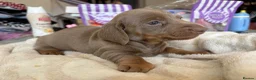 Miniature Dachshund dogs for sale: Beautiful miniature dachshund puppies  - Advert 4