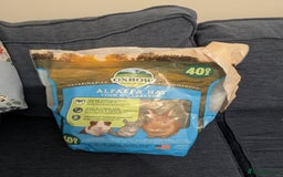 Mini Lop rabbits for sale: Mini Lop for a good home 🥰 - Image 24