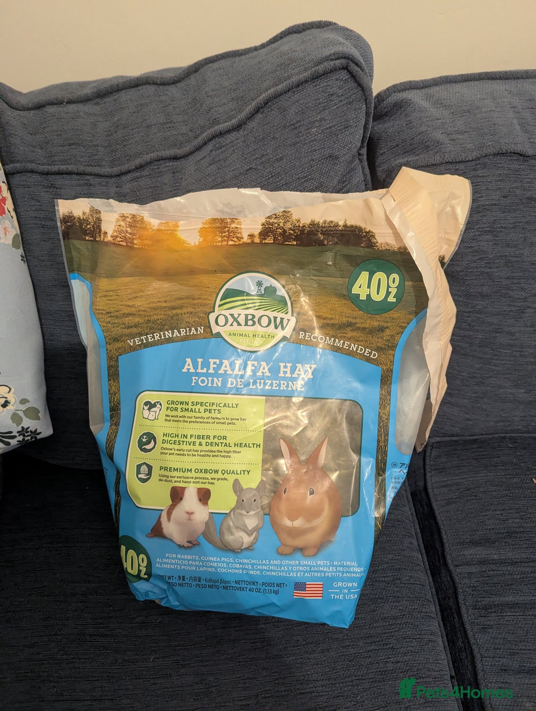 Mini Lop rabbits for sale: Mini Lop for a good home 🥰 - Image 24