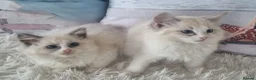 Ragdoll cats for sale: 💕Cute Champion line Ragdolls Kittens 💕 - Advert 12