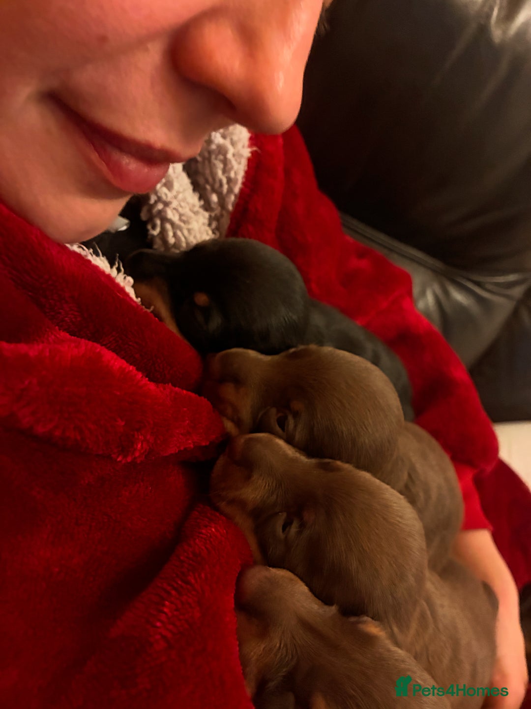 Miniature Dachshund dogs for sale: KC Miniature Dachshund puppies - Advert 6