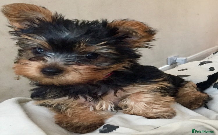 Yorkshire Terrier dogs - Advert 16