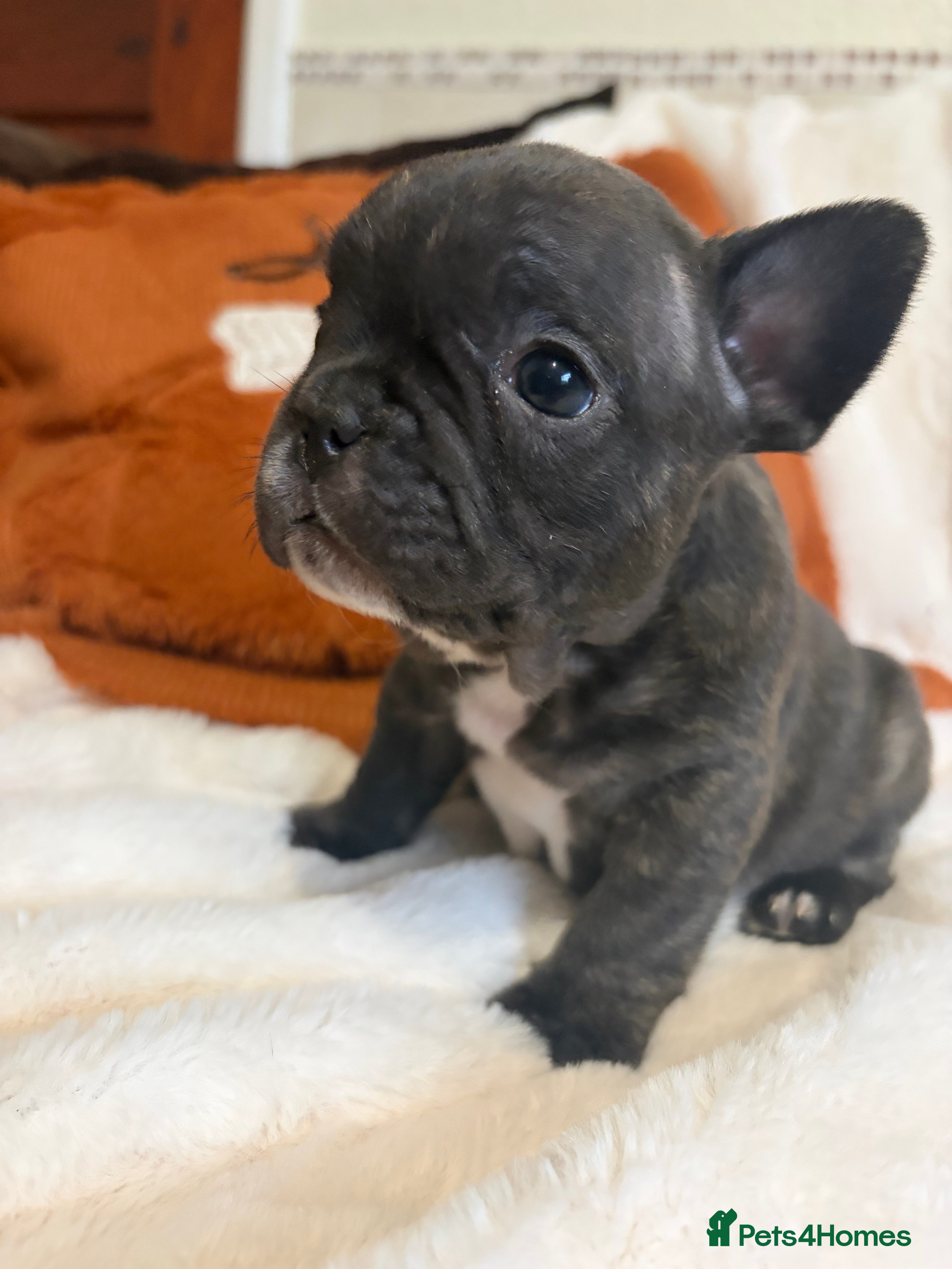 French Bulldog dogs for sale: FRENCH BULLDOG PUPS LOOKING FOR FOREVER HOMES 🐾 - Advert 11