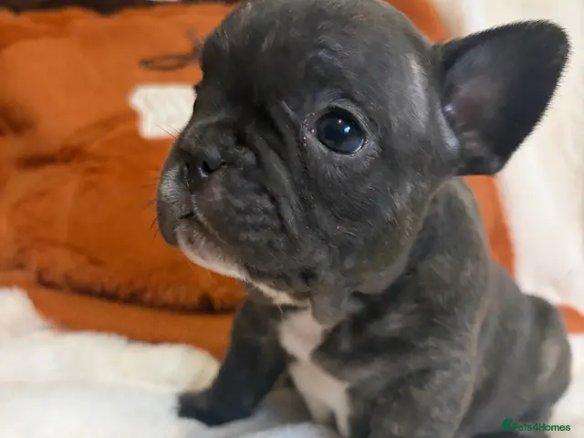 French Bulldog dogs for sale: FRENCH BULLDOG PUPS LOOKING FOR FOREVER HOMES 🐾 - Advert 11