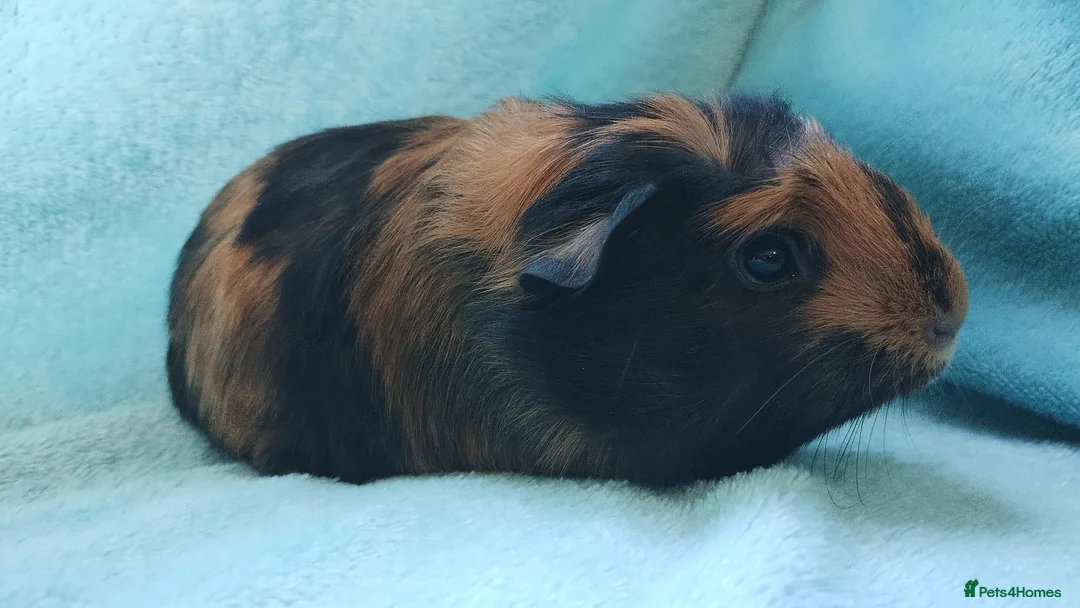 Guinea Pig rodents for sale: Baby  boys guinea pig delivery available now - Advert 12