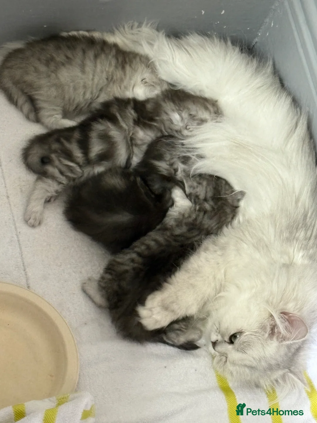 Persian cats for sale: Purebred Persian kittens  - Advert 2